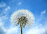 Pusteblume
